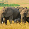 Elephants
