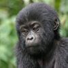 chimp