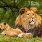 lions
